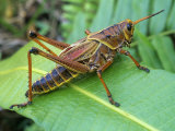 Eastern Lubber Grasshopper  Romalea Microptera   Florida  USA