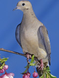 Mourning Dove  Zenaida Macroura  North America