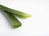 Close Up of Aloe Vera Plant