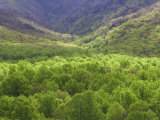 New Spring Tree Foliage on Side of Mt Leconte  Great Smoky Mountains National Park  Tennessee