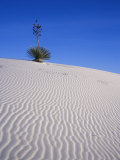 Yucca Plant Atop a Sand Dune  White Sands National Monument  New Mexico  USA