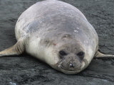 Southern Elephant Seal  Mirounga Leonina  South Georgia Islands  Antarctic Region