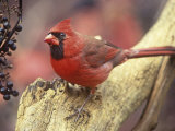 Male Northern Cardinal (Cardinalis Cardinalis) Near Wild Grape (Vitis) Berries  Eastern USA