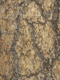 Bark of the Ponderosa Pine (Pinus Ponderosa)  Western USA