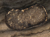 Truffle Mushroom (Terfezia)  North America