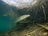 Northern Pike (Esox Lucius)  Echinger Weiher Lake  Germany