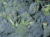 Broccoli (Brassica Oleracea Botrytis)  Native to the Mediterranean Region