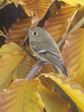 Ruby-Crowned Kinglet (Regulus Calendula)  North America