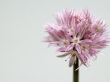 Chives