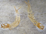Fossil Fish  Jurassic Period  Soinhofen  Germany