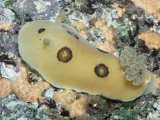 Ringed Nudibranch (Diaulula Sandiegensis)  California  Usa  Pacific Ocean