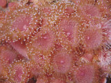 Club-Tipped or Strawberry Sea Anemones (Corynactis Californica)  California  USA