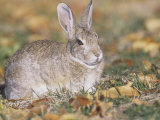 Mountain Cottontail Rabbit (Sylvilagus Nuttallii)  Rocky Mountains  North America