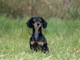 Miniature Daschund Sitting in Grass