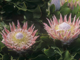 King Protea Flowers  Protea Cynaroides   Protea Flowers are the National Flowers of South Africa