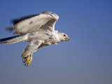 Gyrfalcon  Falco Rusticolus  White Morph  in Flight  North America