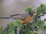American Robin with a Cedar Berry (Turdus Migratorius)  North America