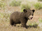 Black Bear Cub  Ursus Americanus  North America