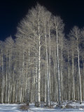 Aspen Clone in the Winter  Populus Tremuloides  Western USA