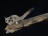 Sugar Glider  Petaurus Breviceps  a Marsupial Mammal from Australia