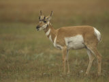 Female Pronghorn  Antilocapra Americana  North American Grasslands