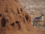 Black-Backed Jackal  Canis Mesomelas  Next to a Termite Mound Samburu  Kenya  Africa