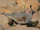 Gambel's Quail (Callipepla Gambelii) Male
