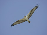 Osprey Flying  Pandion Haliaetus  North America