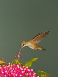 Black-Chinned Hummingbird