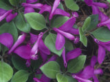 Fringed Polygala or Gaywings  Polygala Paucifolia  North America