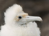 Great Frigatebird Chick (Fregata Minor)  Darwin Bay  Tower Island  Galapagos  Ecuador