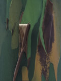 Close-Up of Rainbow Eucalyptus Tree Bark  Eucalyptus Deglupta  Australia
