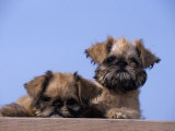 Brussels Griffon Variety of Domestic Dog