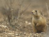 Gunnison's Prairie Dog  Cynomys Gunnisoni  a Threatened Species  Bryce National Park  Utah  USA