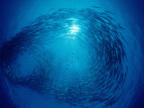 Blackfin Barracuda Circulating Fish School
