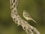 Ruby-Crowned Kinglet (Regulus Calendula) on a Cholla Cactus Skeleton  Arizona  USA