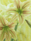 Amaryllis Flowers (Hippeastrum)  Giraffe Variety  Showing the Pistil and Stamens with Pollen