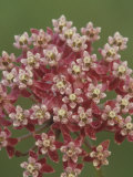 Swamp Milkweed Flowers  Ascelpias Incarnata  North America