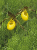Yellow Lady's Slipper  Cypripedium Calceolus  Orchidaceae  North America