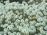 Dandelion Seed Heads and One Remaining Flower  Taraxacum Officinale  North America