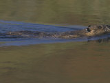 Beaver Swimming in a Pond  Castor Canadensis  North America
