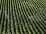 Aerial View of Irrigated Potato Furrows  Eastern Idaho  USA