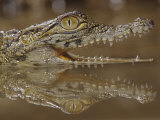 Young Nile Crocodile Showing its Eye and Teeth  Crocodylus Niloticus   East and Central Africa