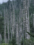 Acid Rain Damaged Fraser Fir and Red Spruce Trees Mt Mitchell State Park  North Carolina  USA