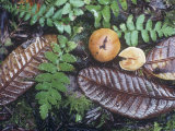 Northwest Forest Floor Showing Decaying Leaves  Mosses  Ferns  and Mushrooms  North America