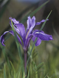 Bowl-Tubed Iris Flower  Iris Macrosiphon  California  USA