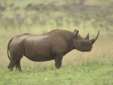 Black Rhinoceros on the Ssvanna  Diceros Bicornis  Kenya  Africa