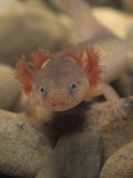 Red Salamander Larva  Pseudotriton Ruber  Showing the External Gills  North America