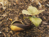 Coast Live Oak Acorn Sprouting  Quercus Agrifolia  California  USA