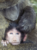 Olive Baboon and its Young Being Groomed  Papio Anubis  Lake Nakuru National Park  Kenya  Africa
